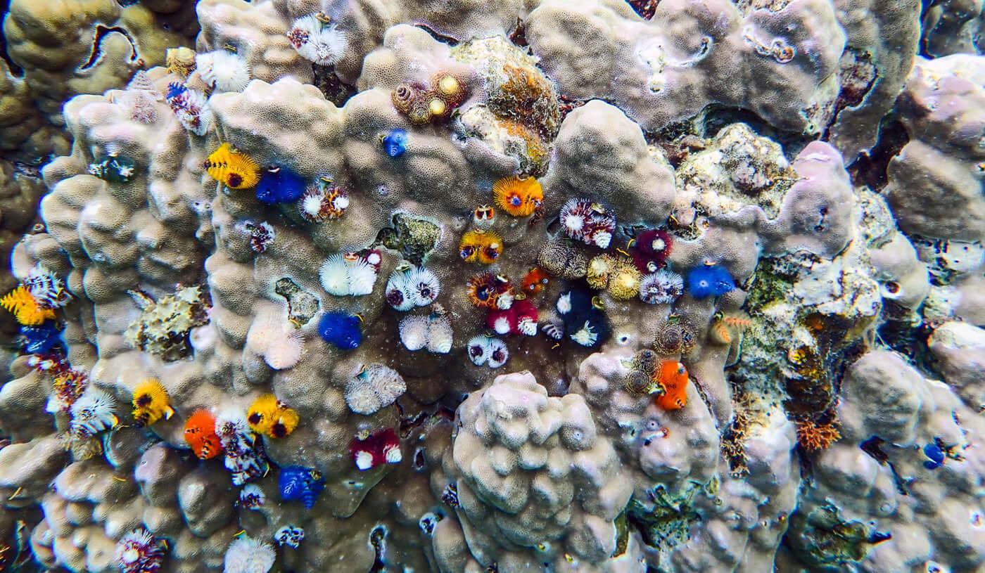 Brightly-colored Christmas tree worms protrude from the coral. © Roger Harris