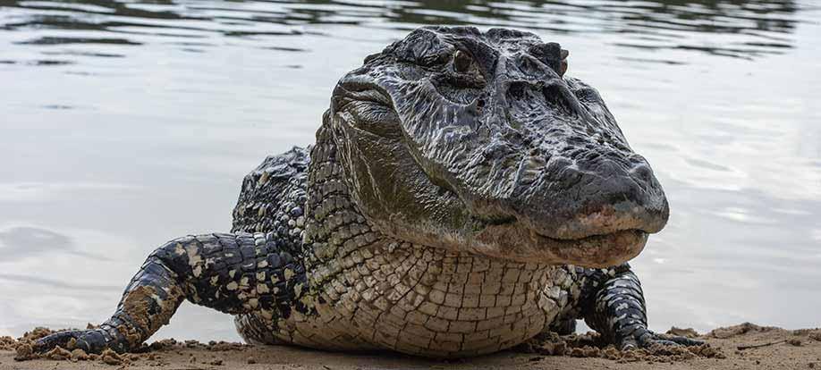 black caiman on the Essequibo River