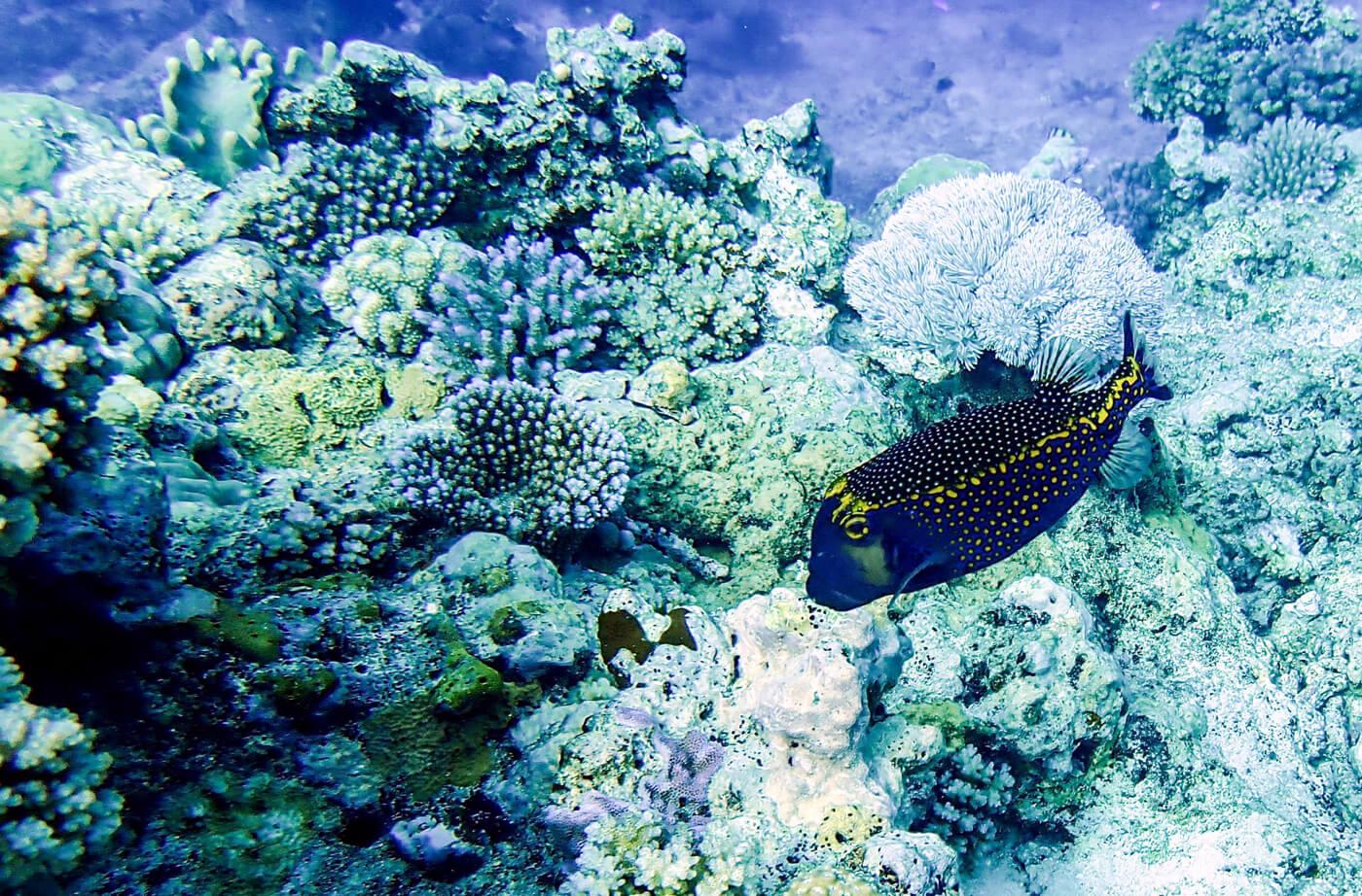 A spotted boxfish. © Roger Harris