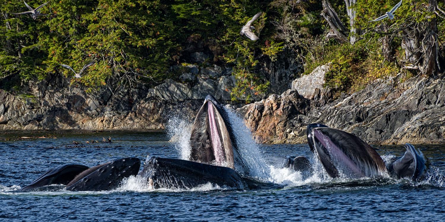 Humpback whales feeding in Southeast Alaska. © Tom Stoeri