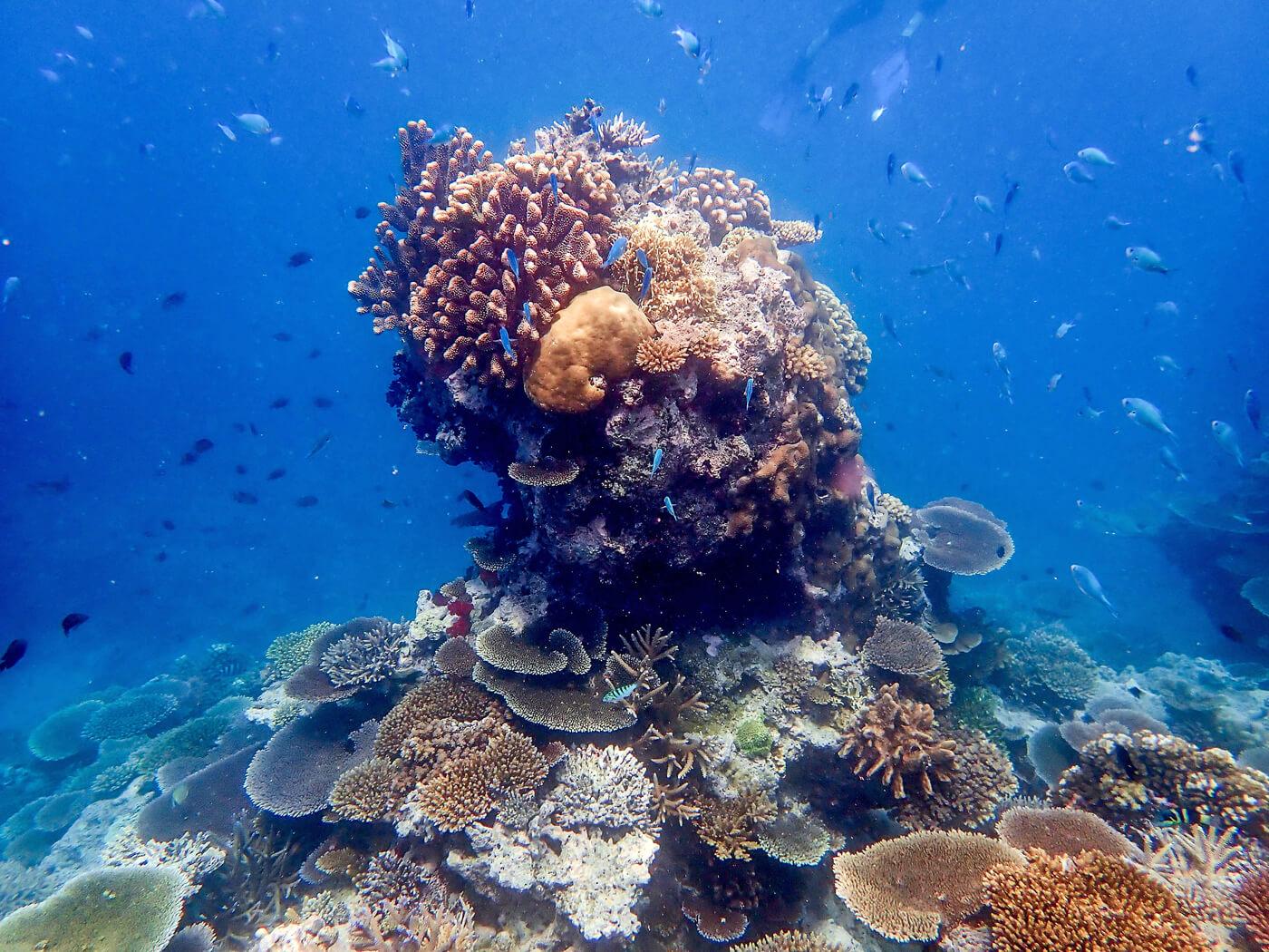 A vibrant coral head at one of Beqa's reefs. © Roger Harris