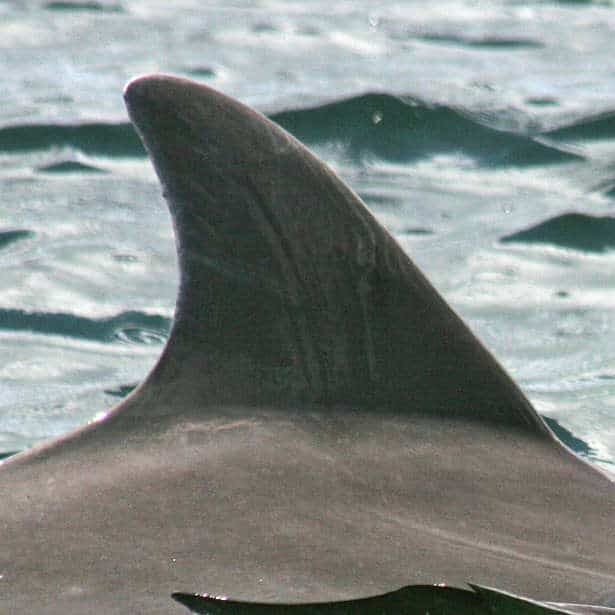 Cleo Dolphin Image
