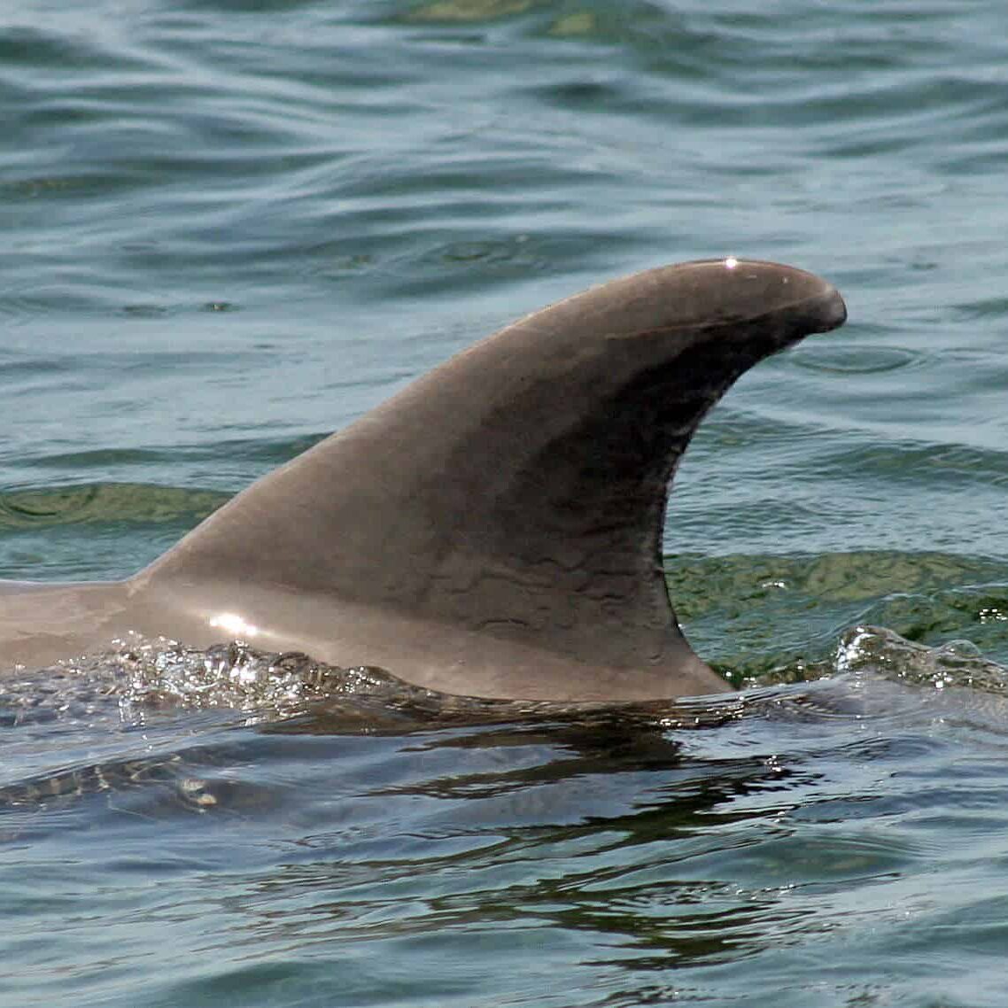 Pat Dolphin Image