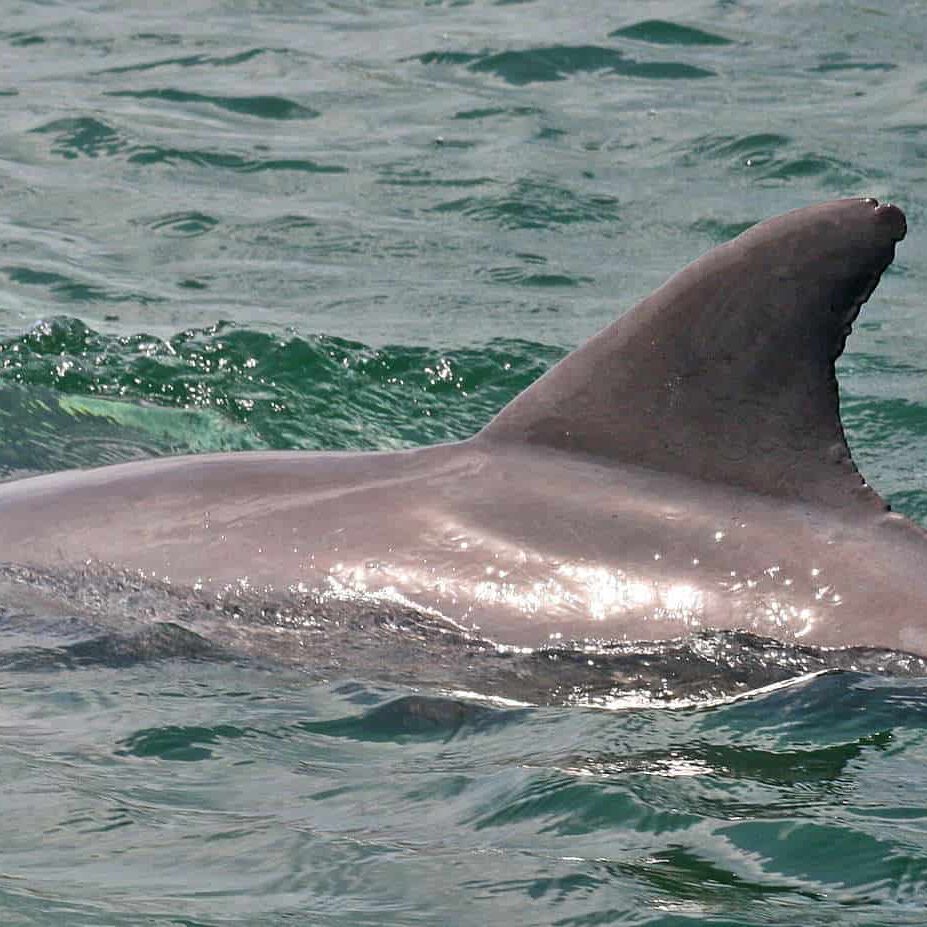 Sawfin Dolphin Image