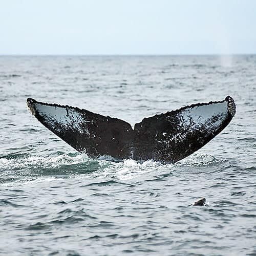 Adopt a Whale CRC-11815