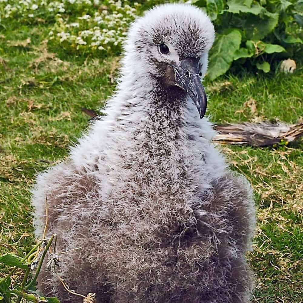 Black-footed Albatross Chick