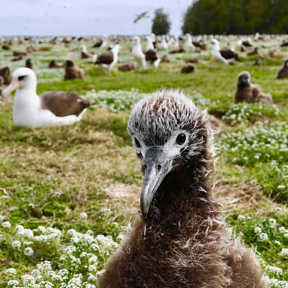 Adopt-an-albatross-Laysan-chick-2