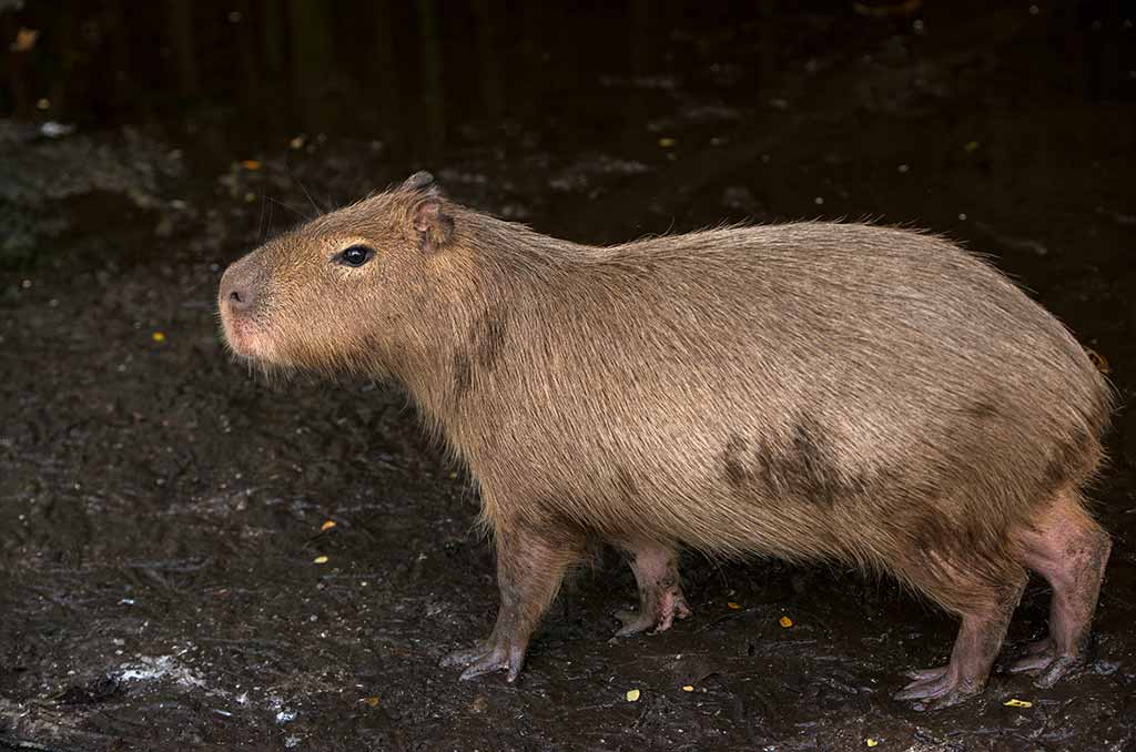 Capybara 