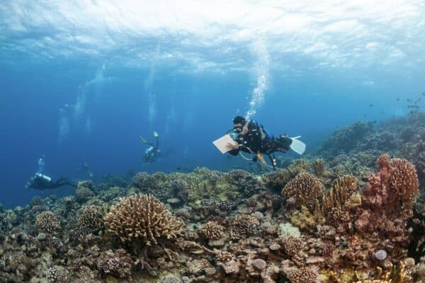 coral reef survey