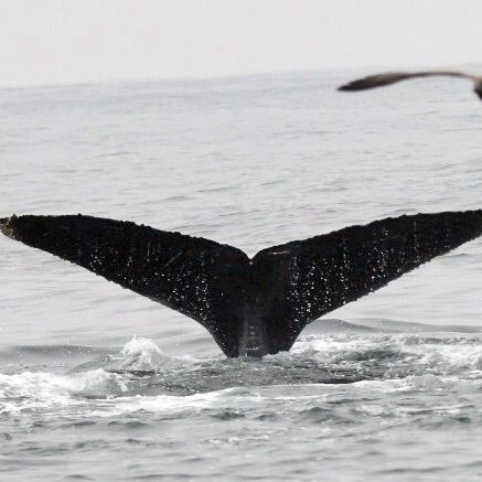 Adopt whale CRC-12543