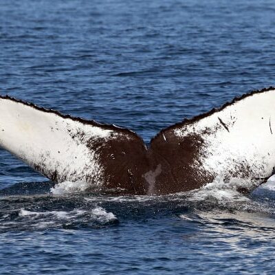 adopt whale CRC-17797