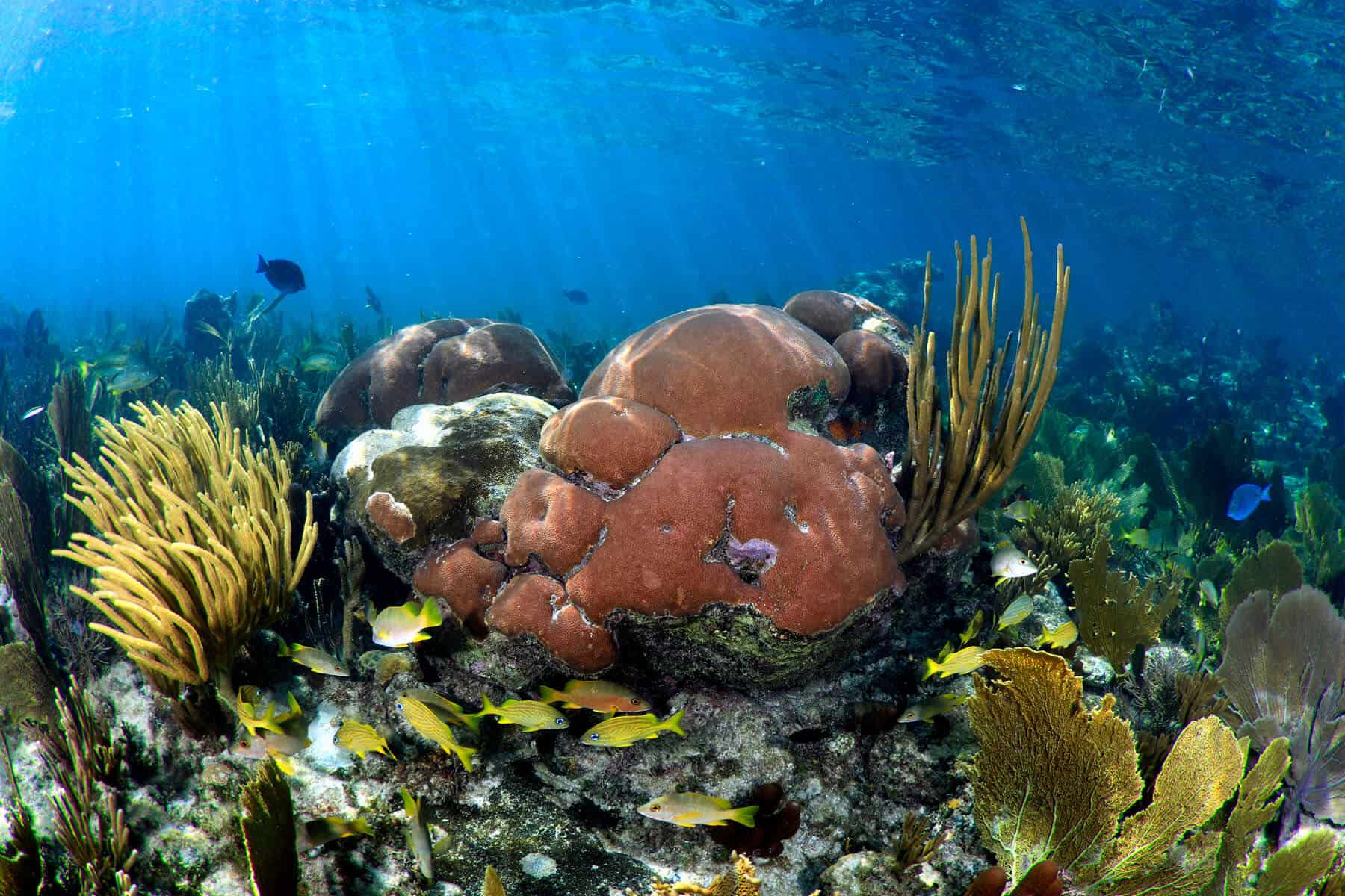 cuba gardens of the queen coral reef