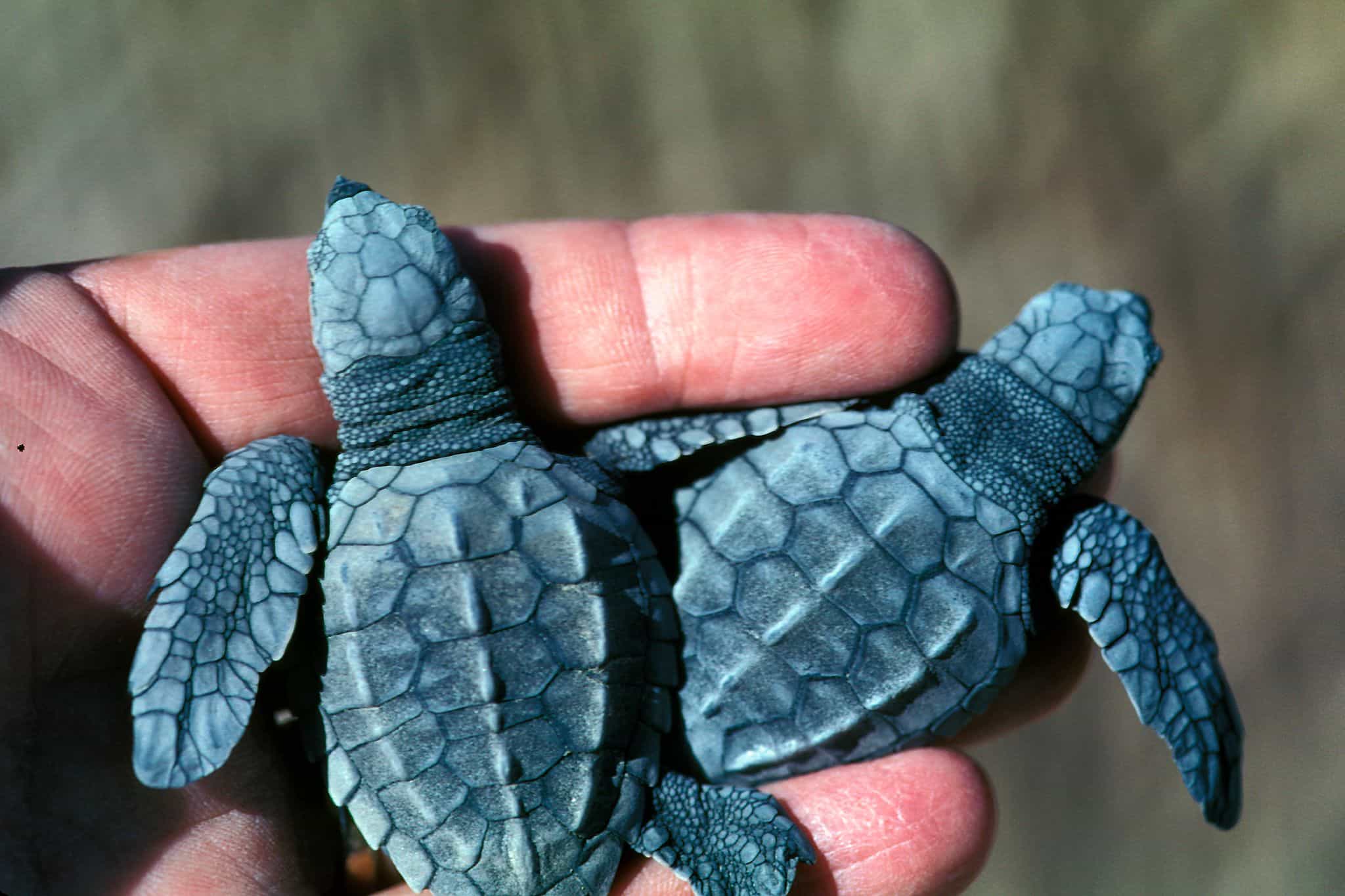 Two Baby Turtles
