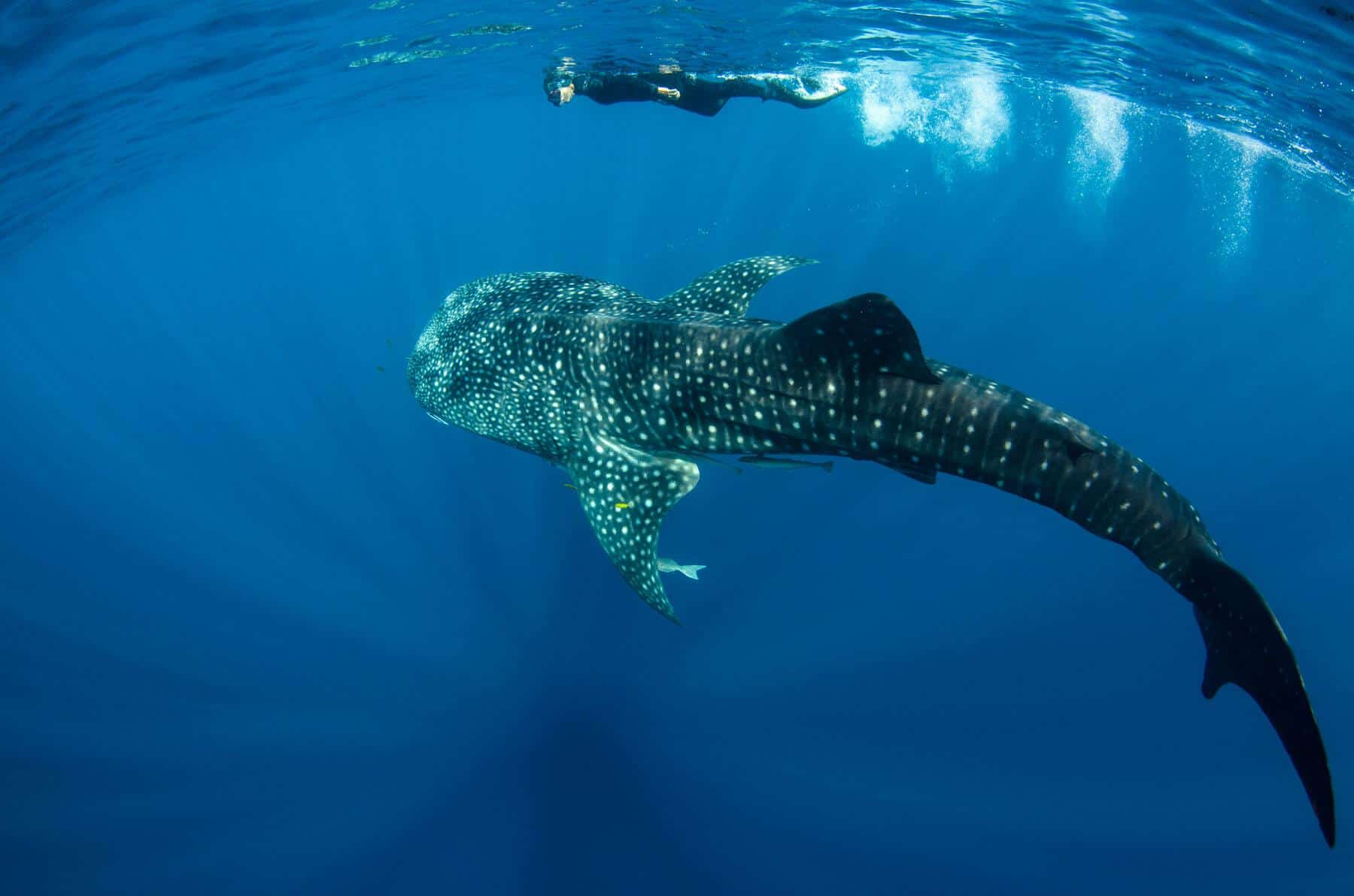 snorkeler with whale shark