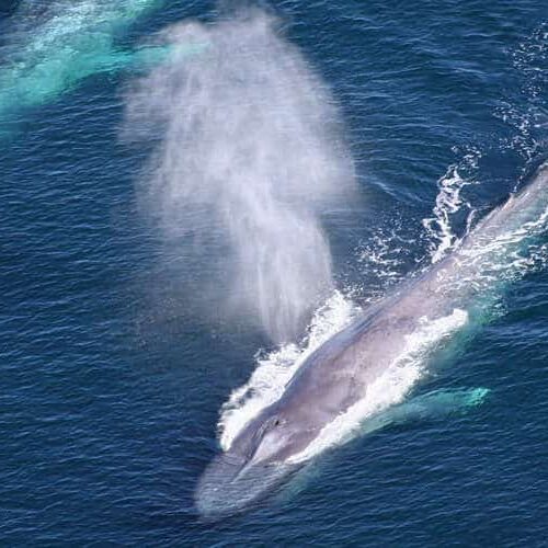 farallon-islands-blue-whales-header