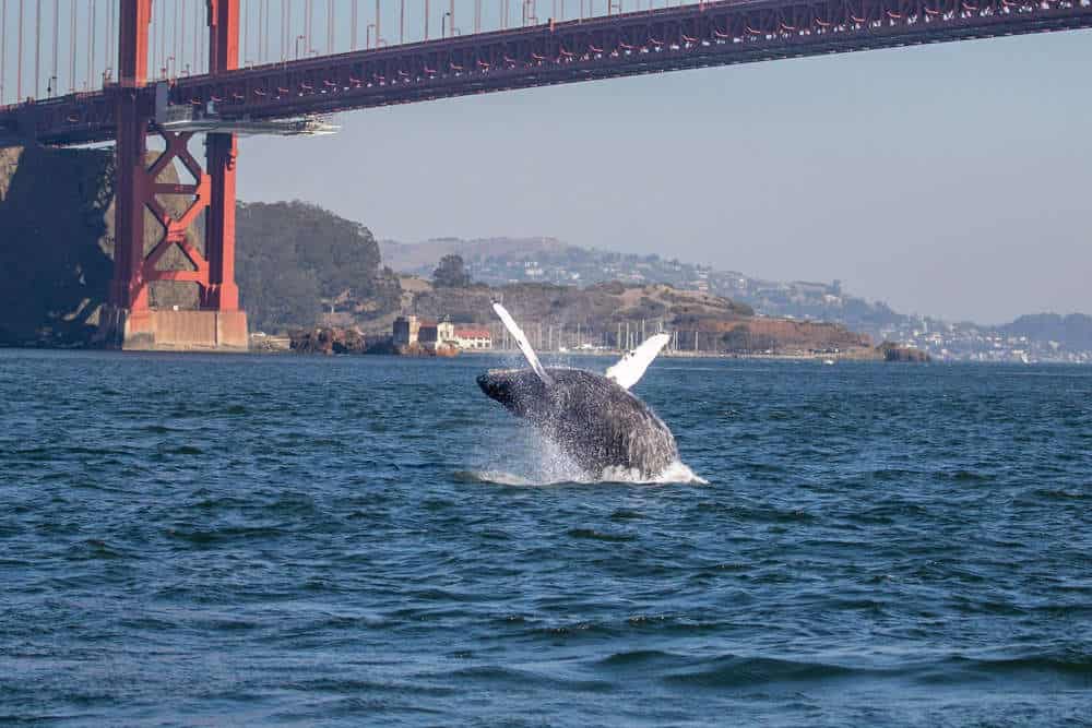 whale watching san francisco