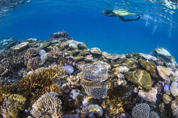 snorkeling Fiji's coral reefs