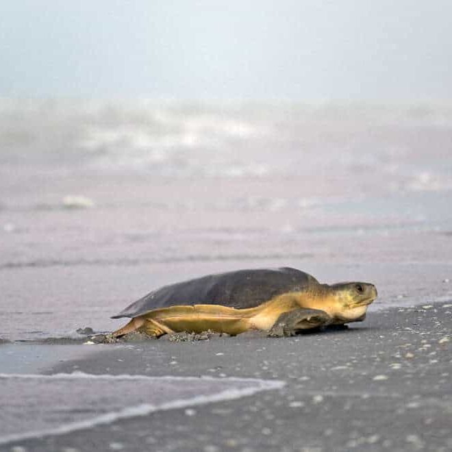 flatback-turtle