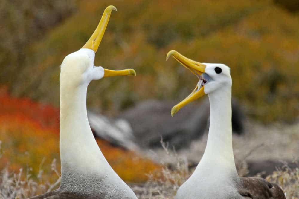 Galap-waved-albatross