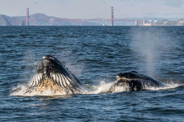 Humpback whales off San Francisco