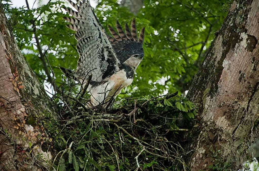 Harpy Eagle in the rainforest