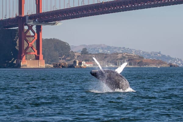 humpback breaching beneath golden gate bridge