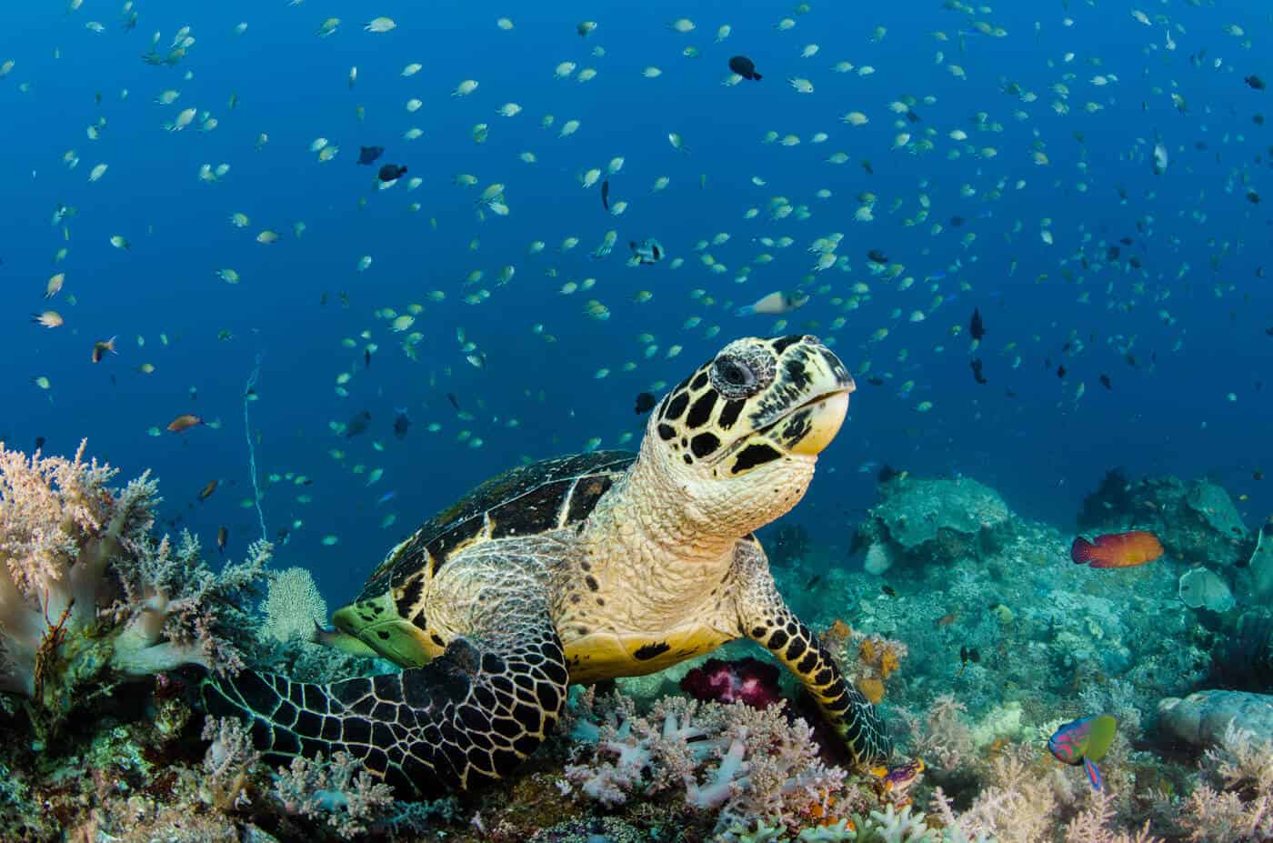 Sea turtle in indonesia