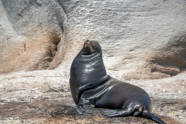 sea lion isla coronado