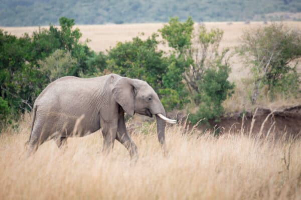 African elephant in Kenya