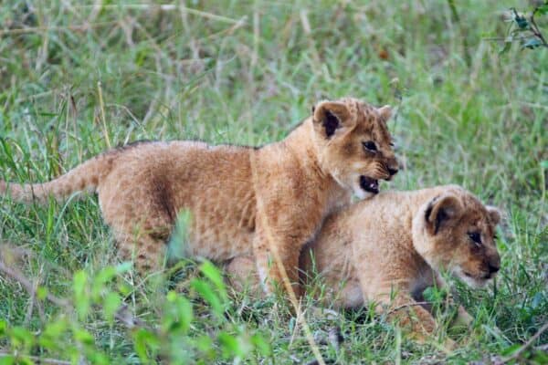 Lion cubs playing