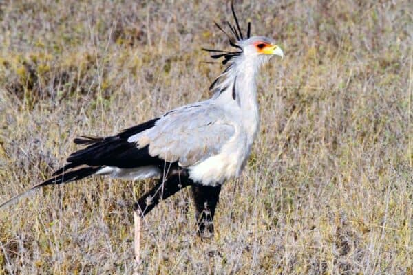 Secretary Bird in Kenya