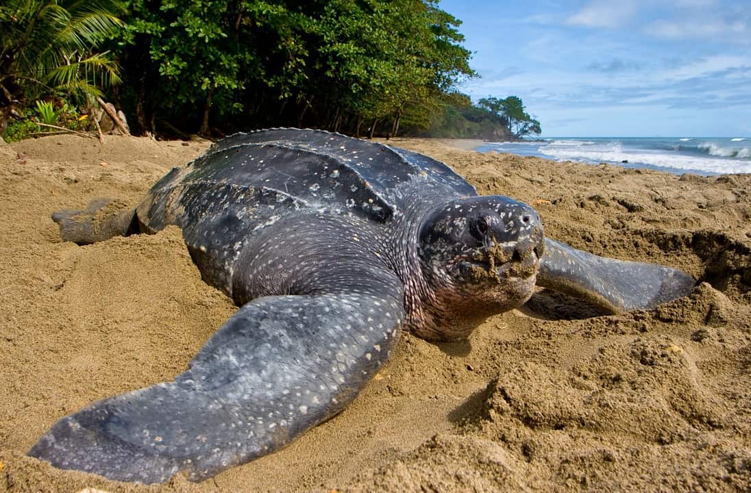Leatherback Sea Turtle in Trinidad