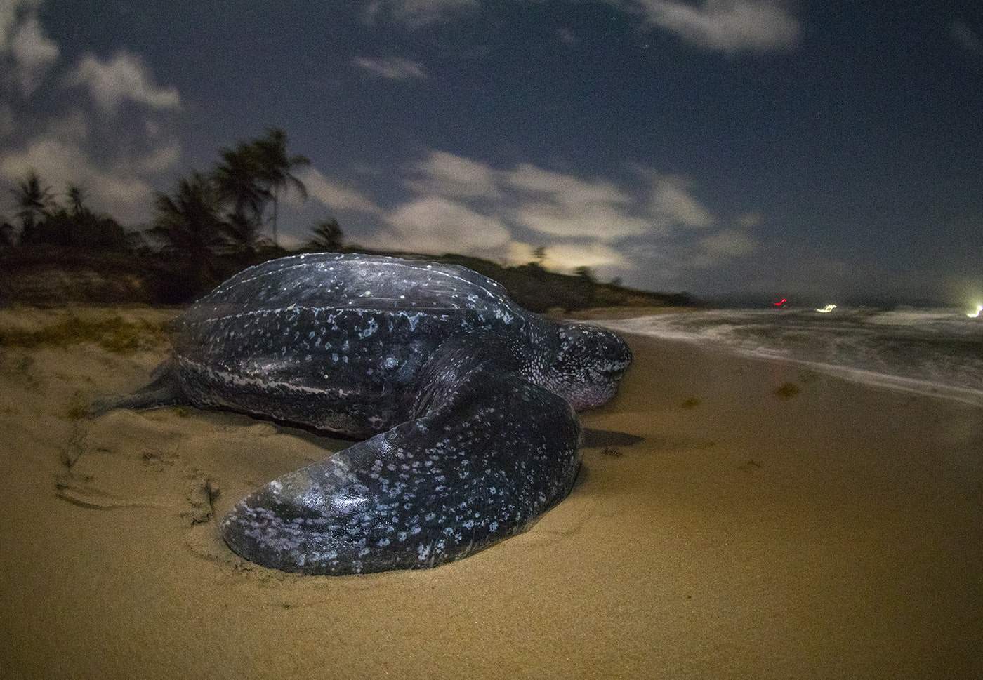 leatherback turtle on beach