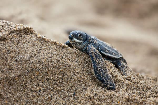 sea turtle volunteers help protect leatherback hatchlings