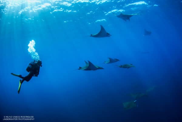 diving with manta rays in the Azores