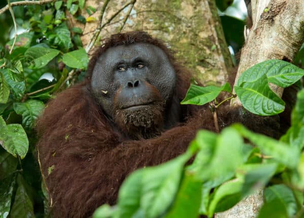 wild orangutan in Borneo