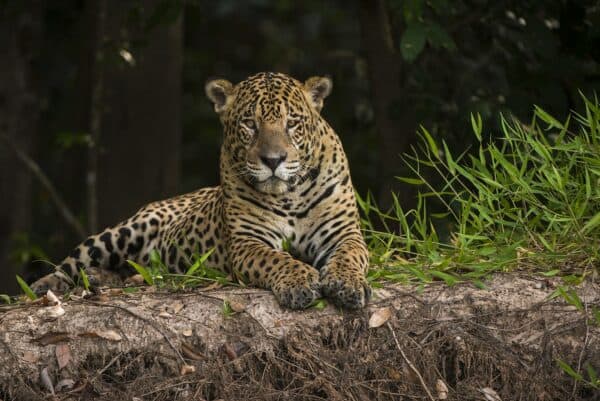 pantanal jaguar