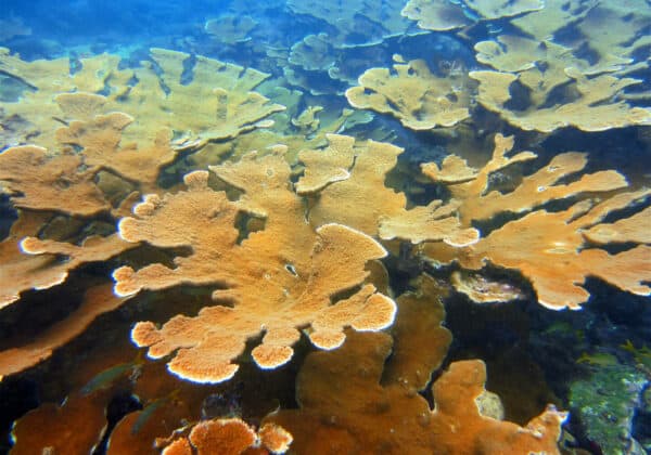 Elkhorn corals puerto rico