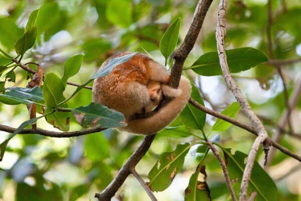 silky anteater