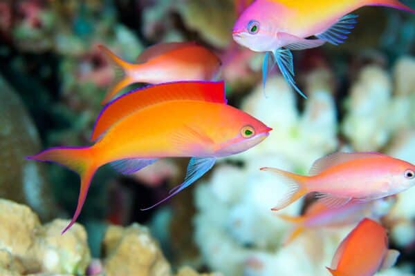 Redfin Anthias