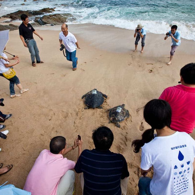 sea turtle conservation china