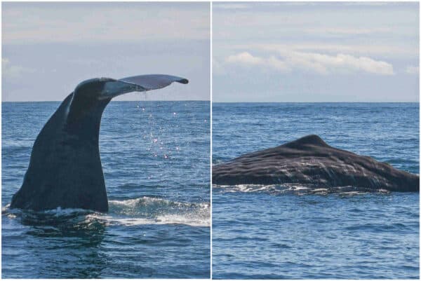 sperm whale near farallon islands