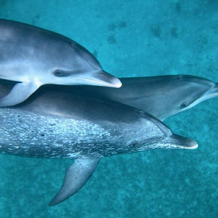 volunteer with dolphins bahamas