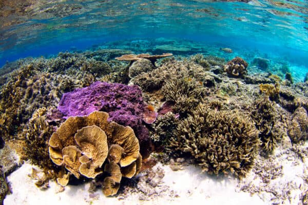 coral reef in Raja Ampat