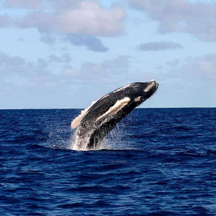 whale jumping out of water