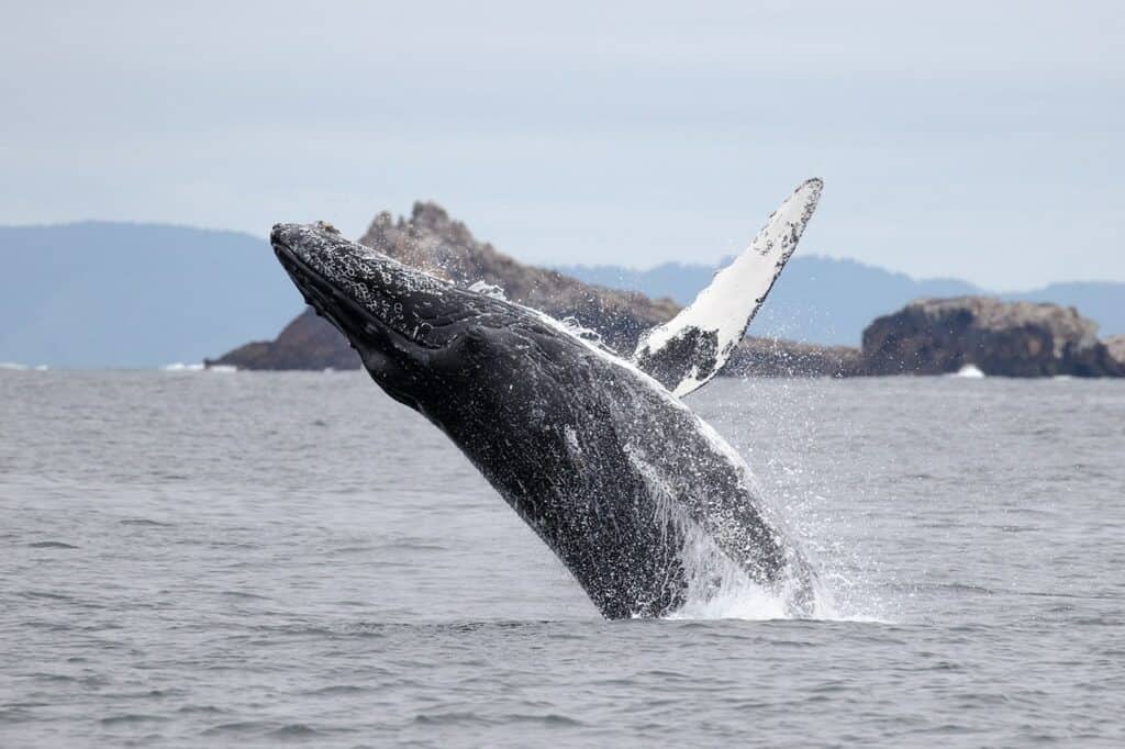 breaching humpback whale at Farallon Islands