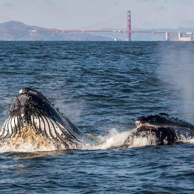 Whales at Golden Gate